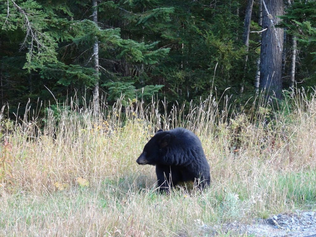 black bear on the road between lake louise and jasper