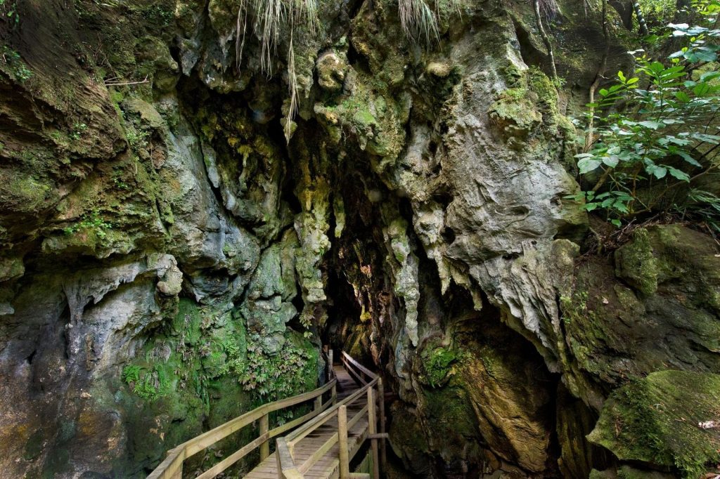 kawiti glow worm caves