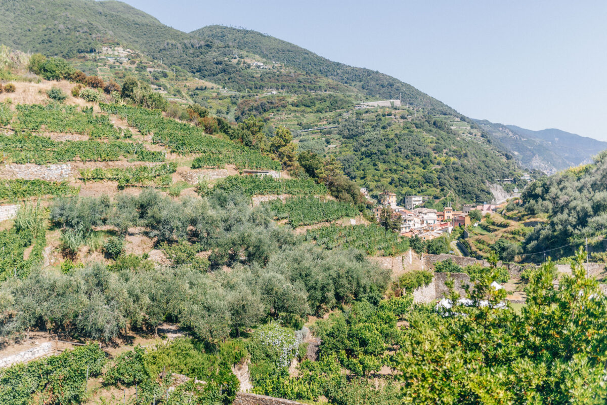 buranco vineyard views