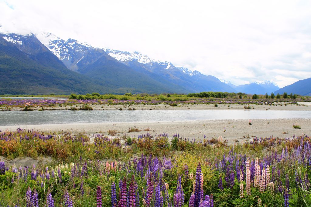 lupins in glenorchy