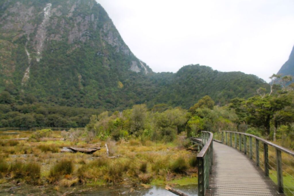 foreshore walk milford sound