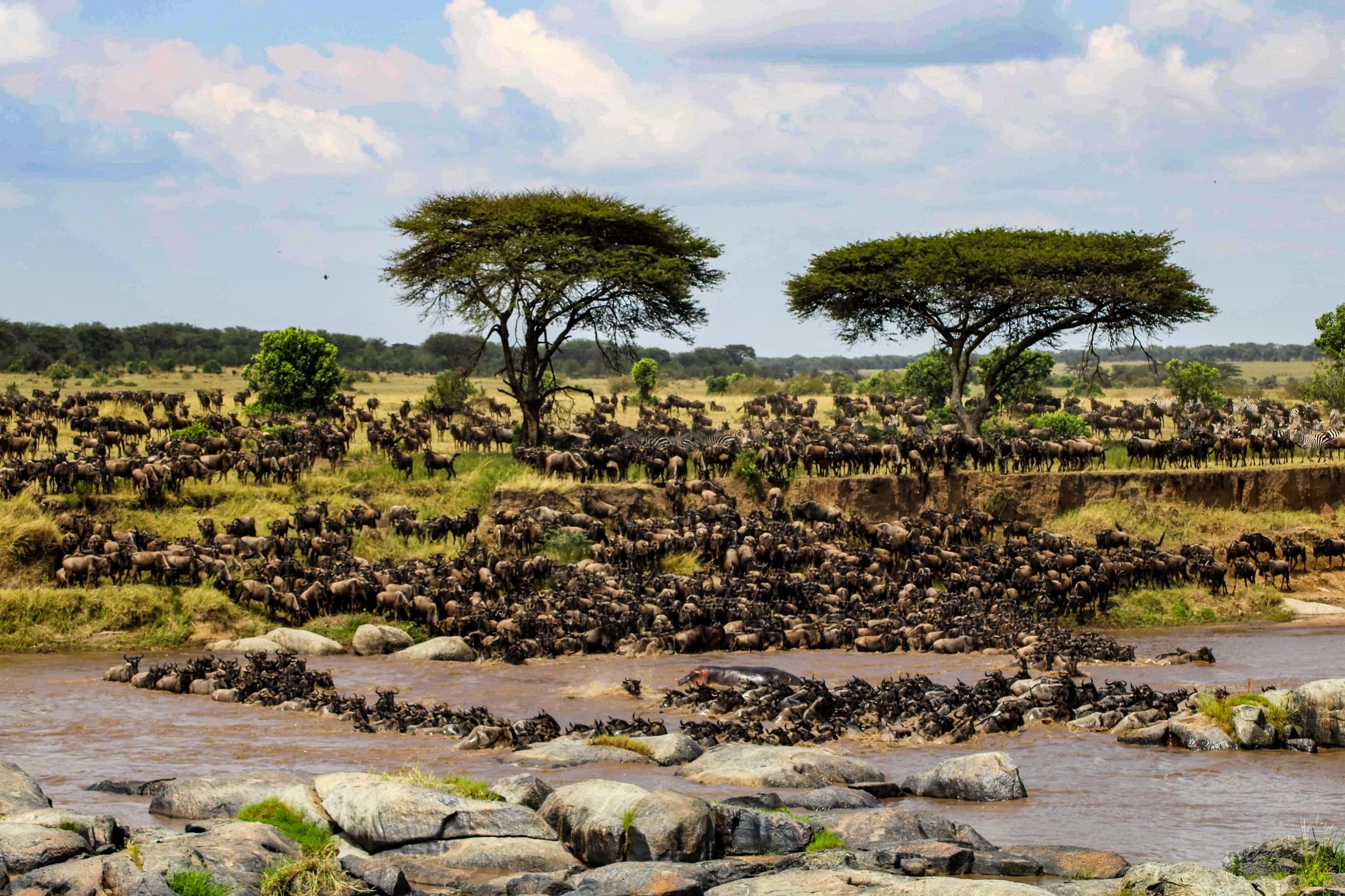 Great migration mara river