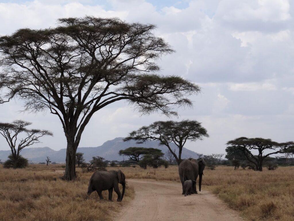 elephants serengeti