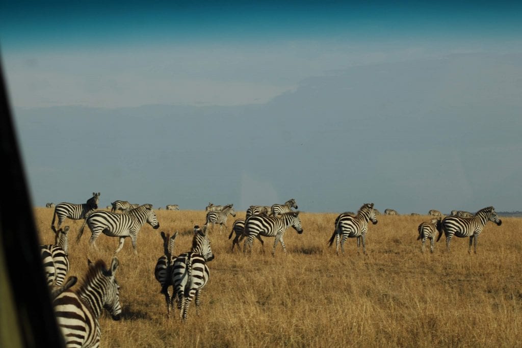 Herd of zebras in Serengeti