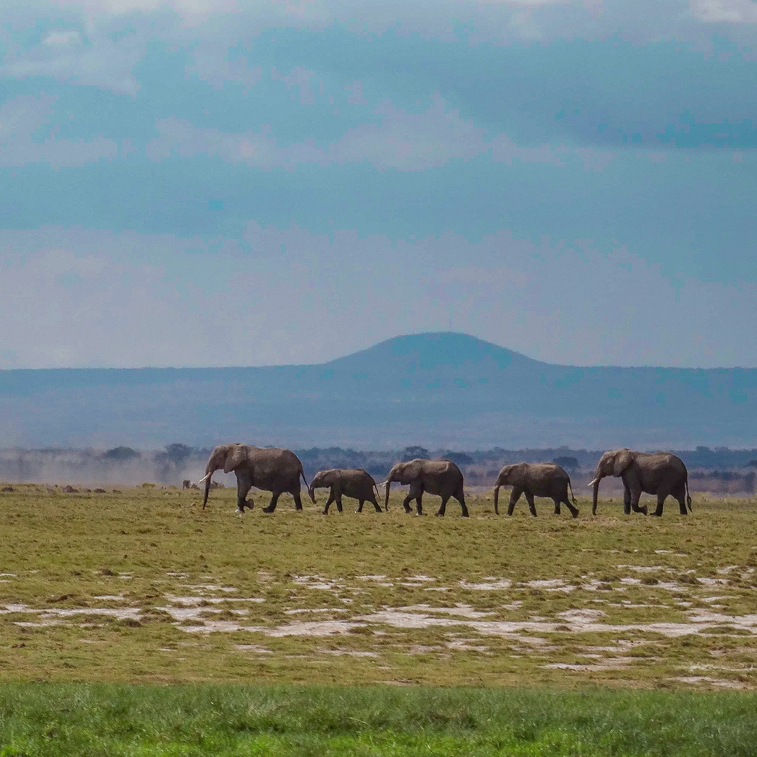 African elephant herd in Amboseli National Park