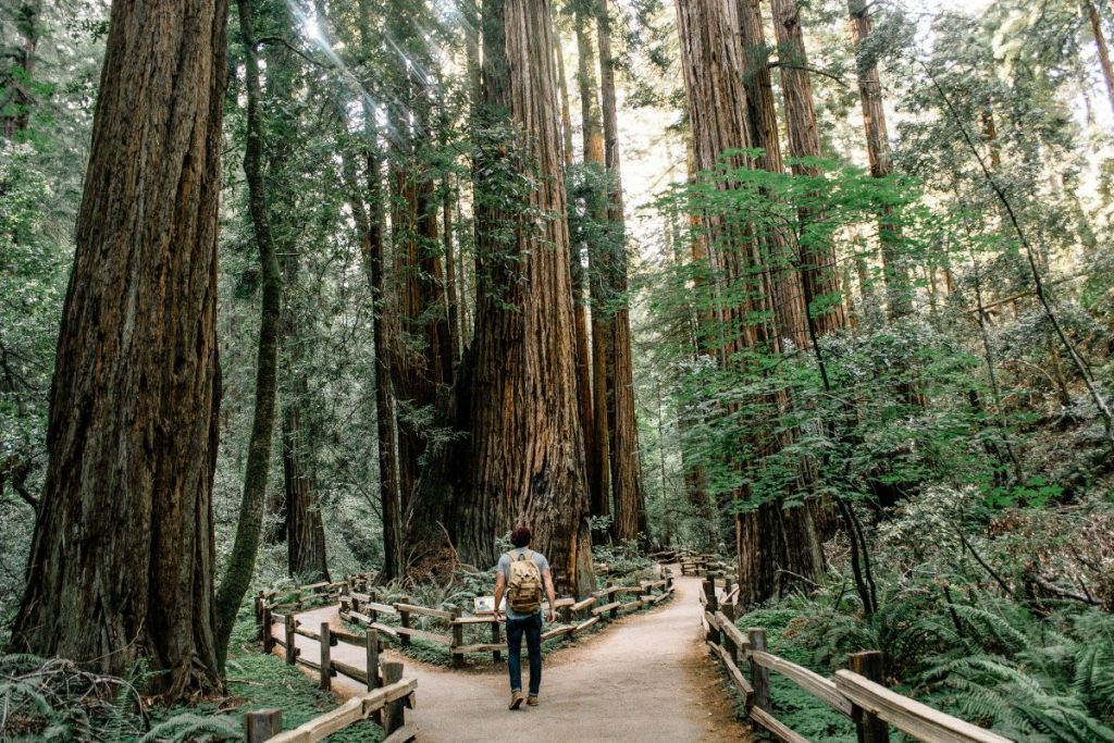 man walking through muir woods