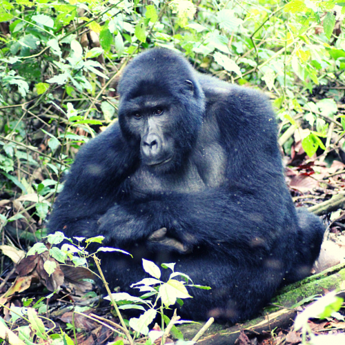The Ultimate Guide to Gorilla Trekking in Bwindi Impenetrable Forest ...