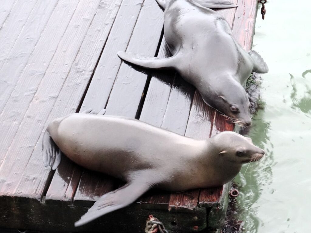 seals at fishermans wharf