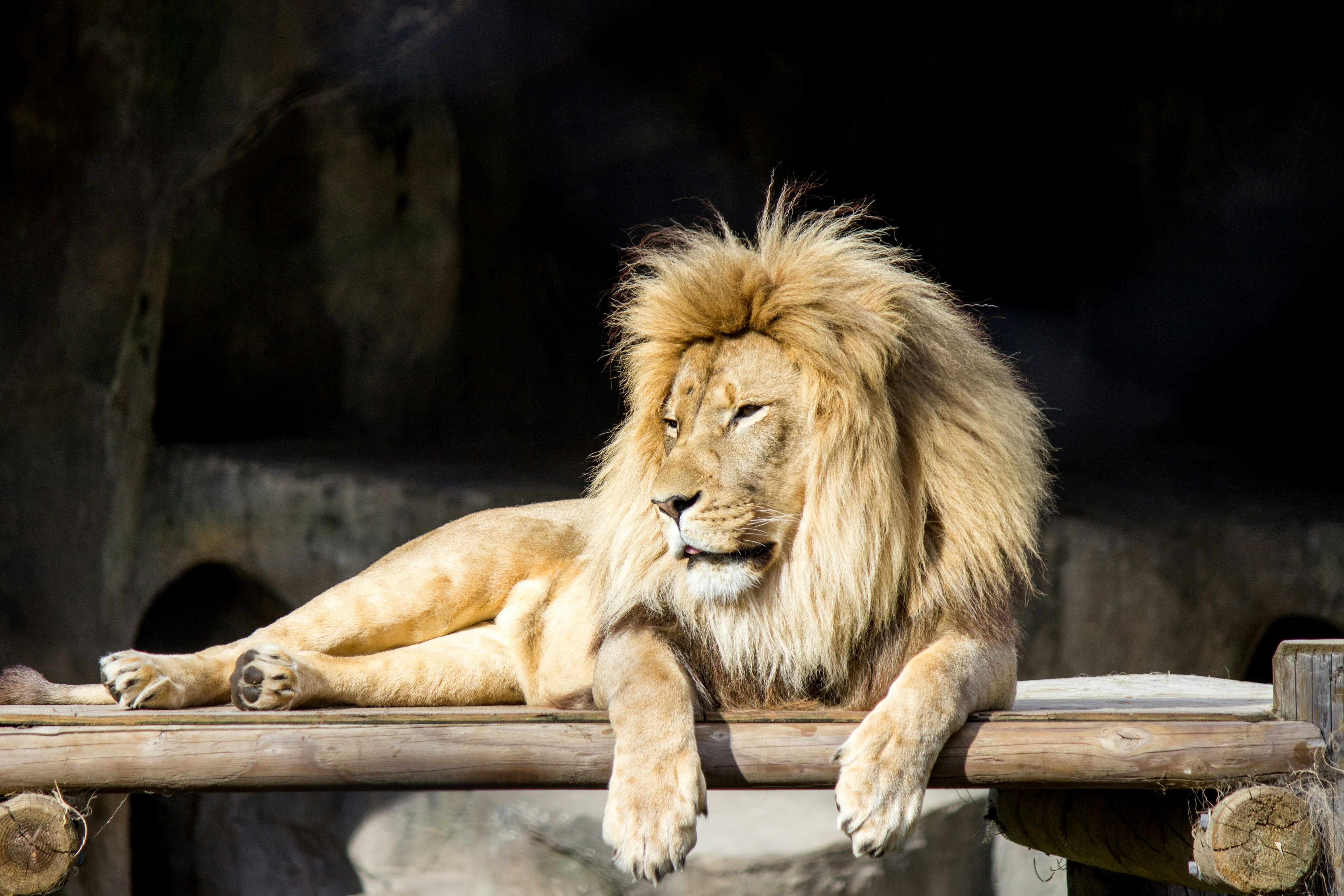 lion at san francisco zoo