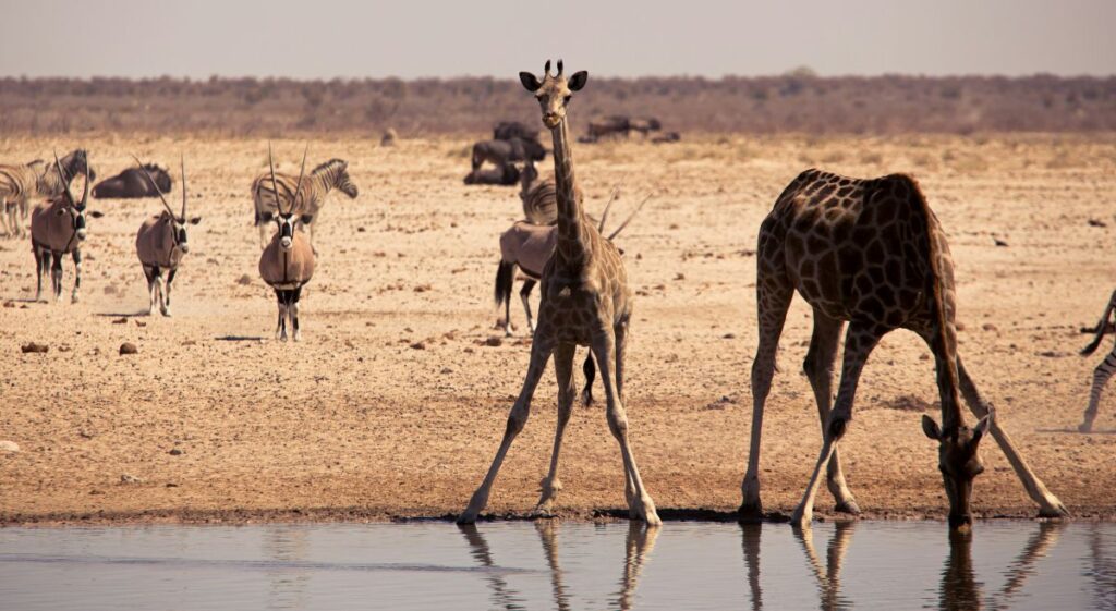 giraffes by water etosha national park