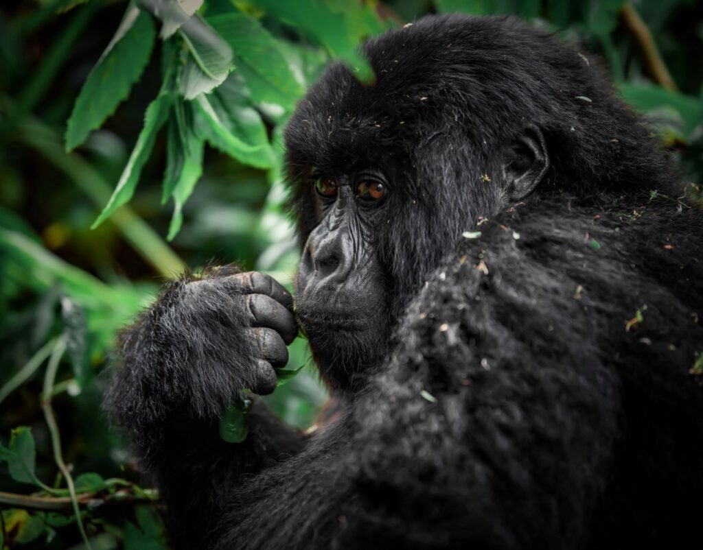 close up gorilla volvanoes national park rwanda