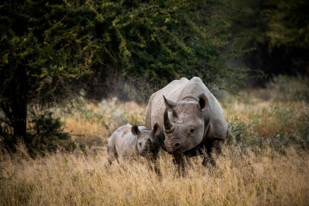 rhinos in kruger national park