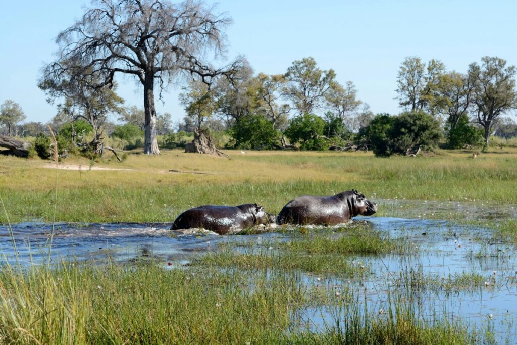 hippos in water okavango delta