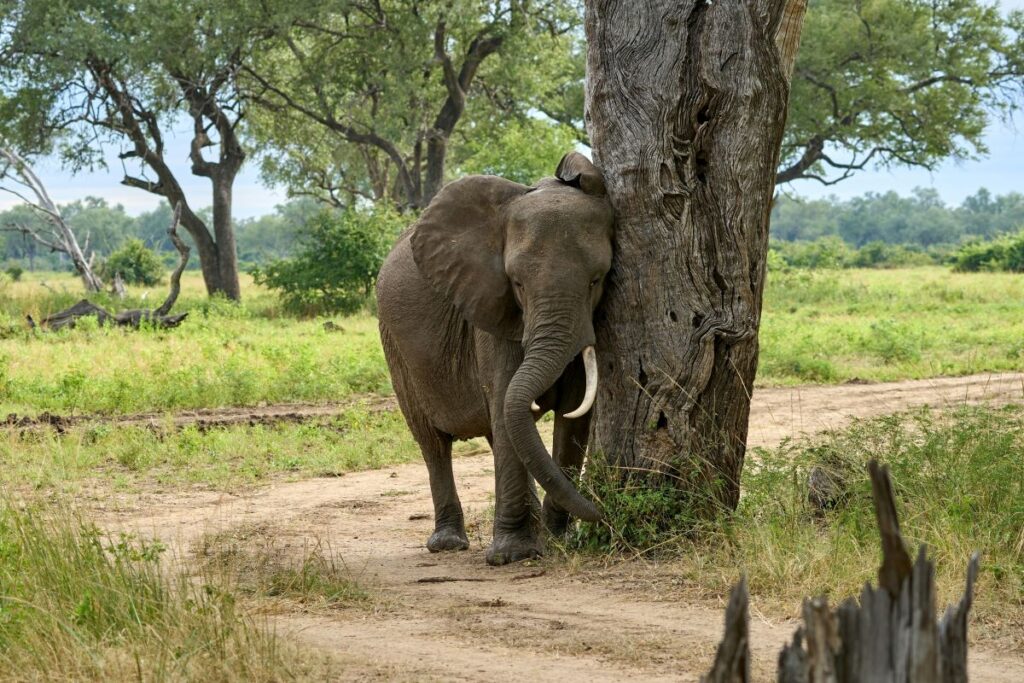 elephant by tree south luangwa