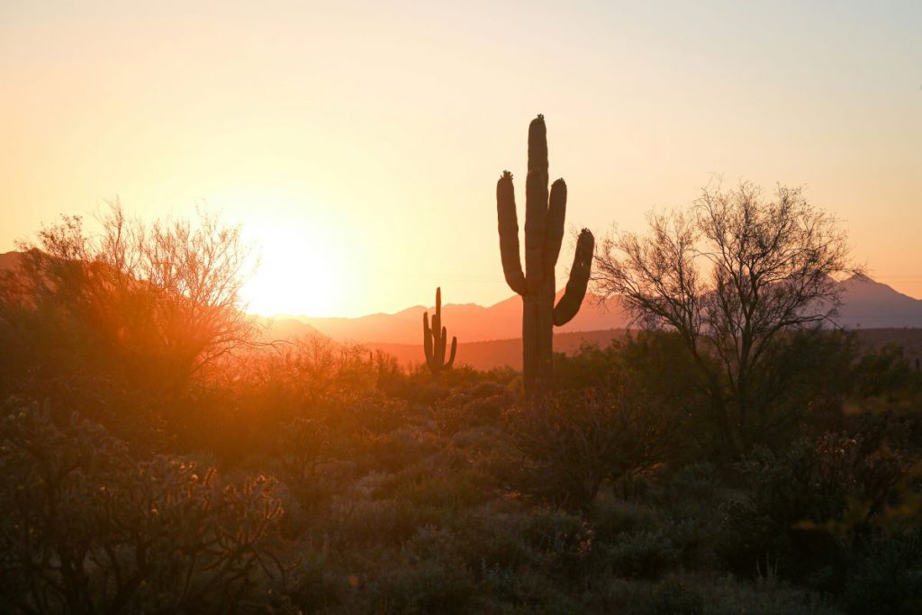 cactus arizona sunset