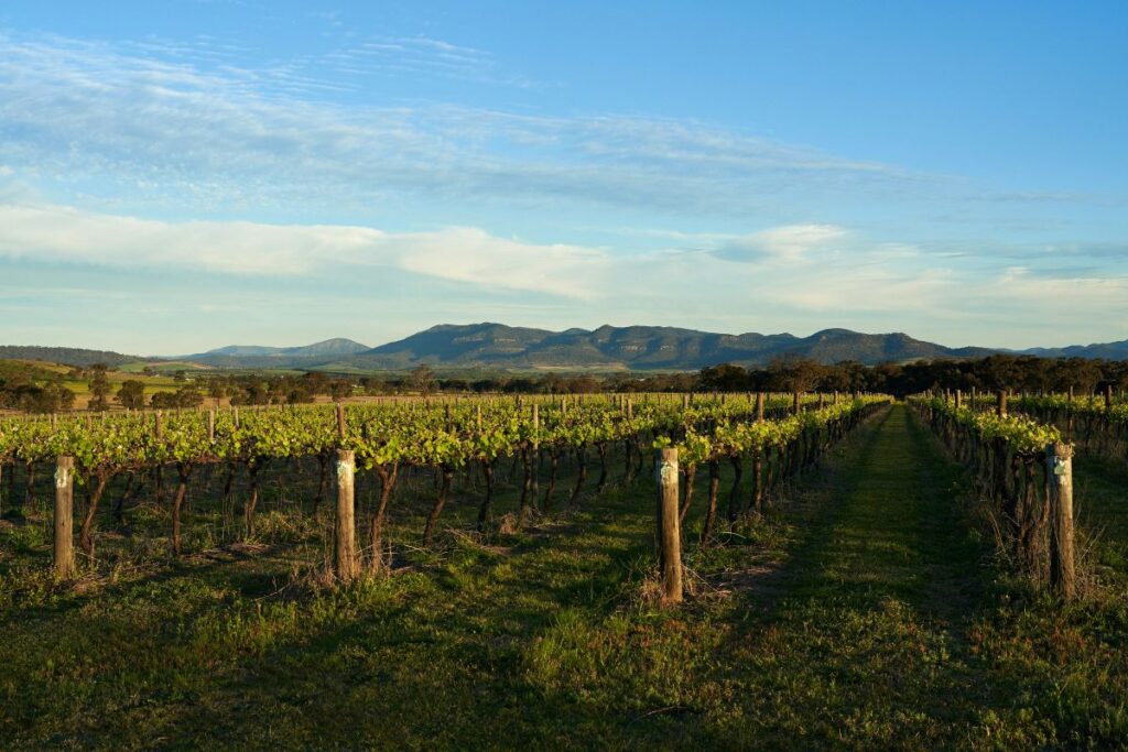 vineyard in denman hunter valley