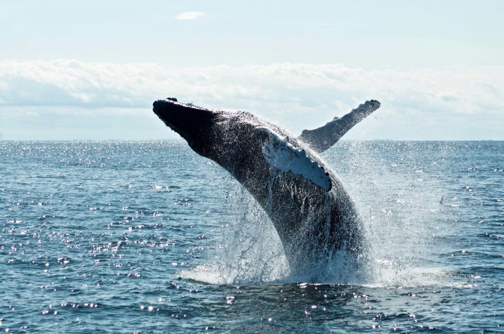 gray whale in seattle harbor