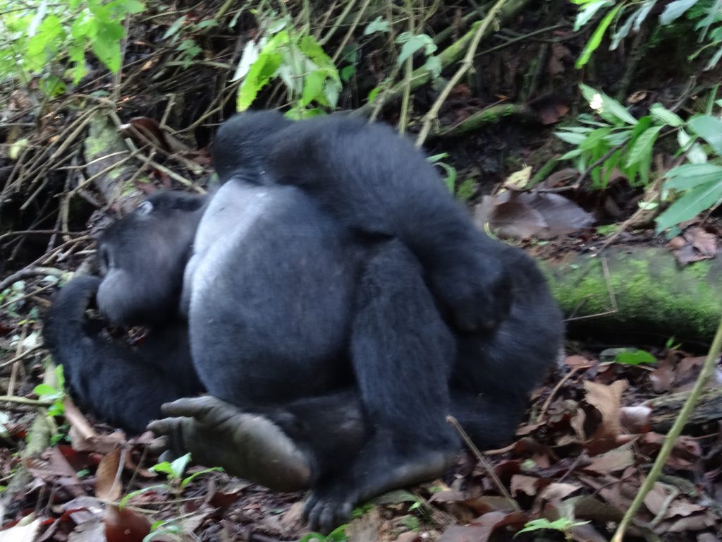 large gorilla bwindi