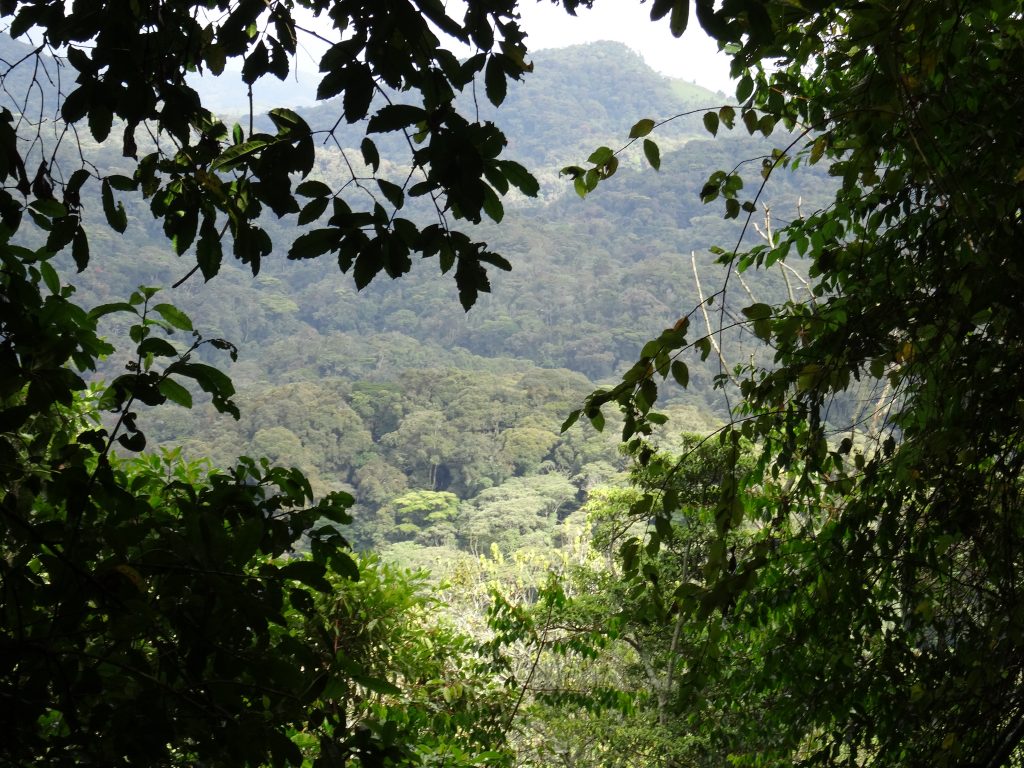 bwindi impenetrable forest uganda