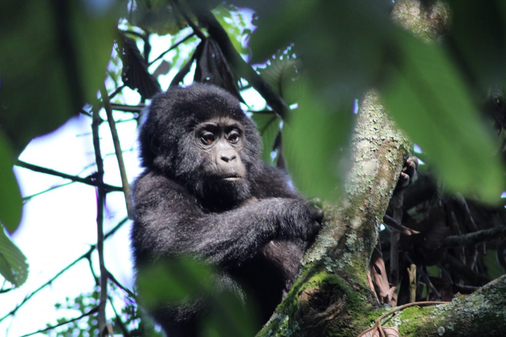 baby gorilla in bwindi
