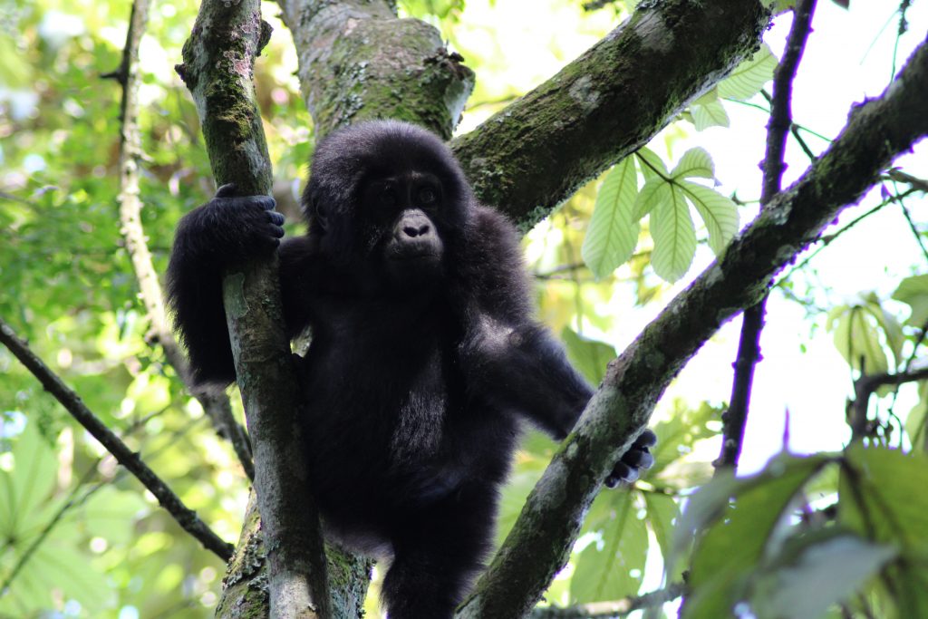 baby gorilla bwindi