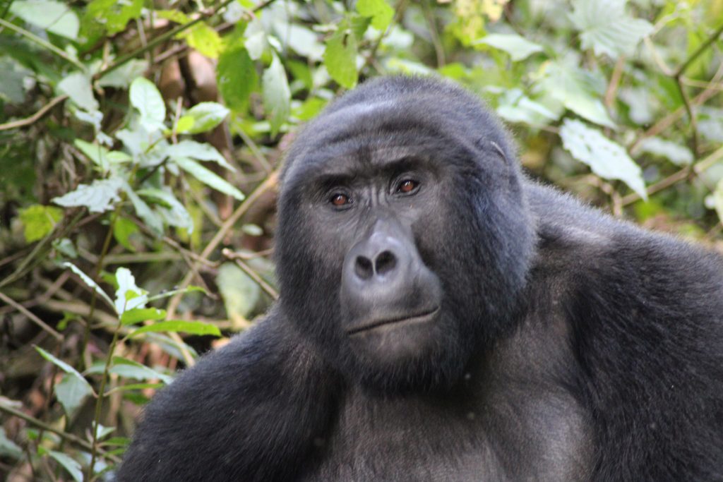 silverback gorilla in bwindi