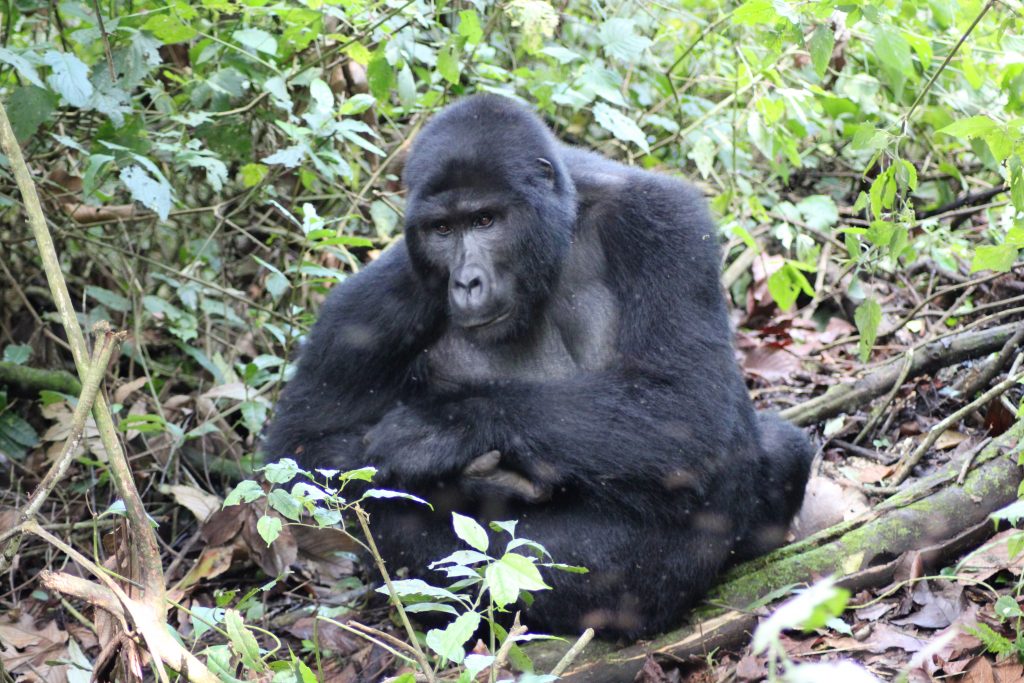 gorilla trekking uganda