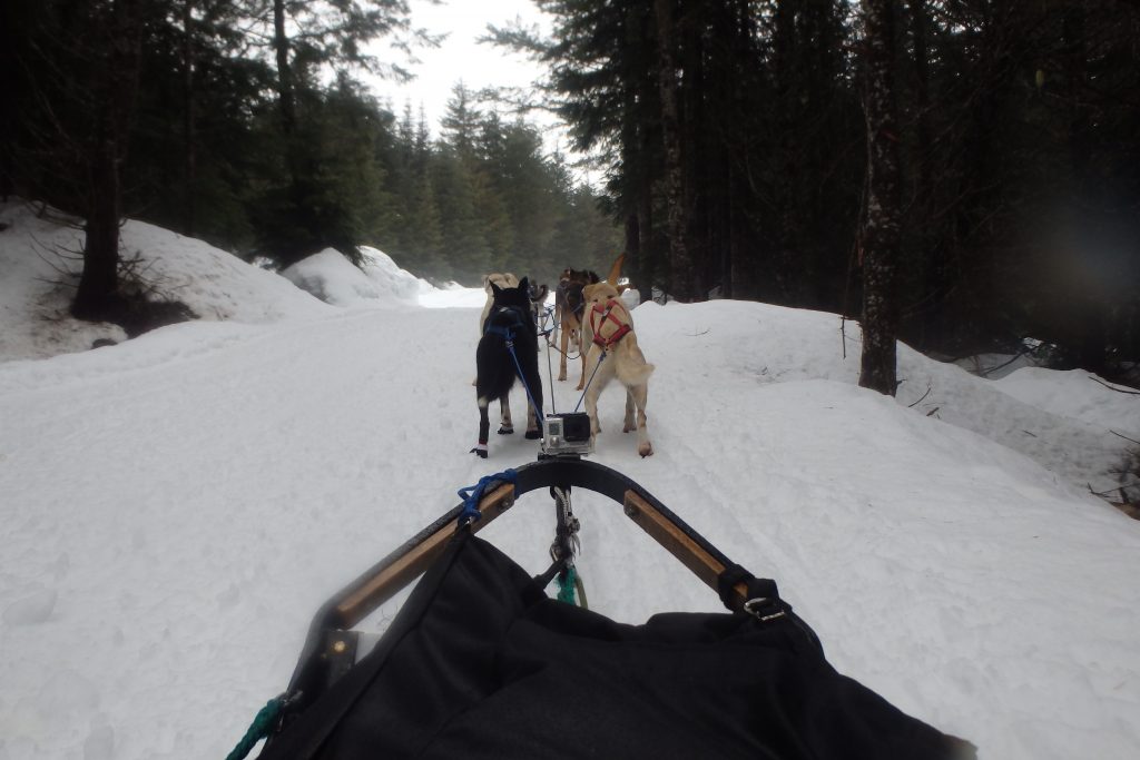 dogsledding whistler