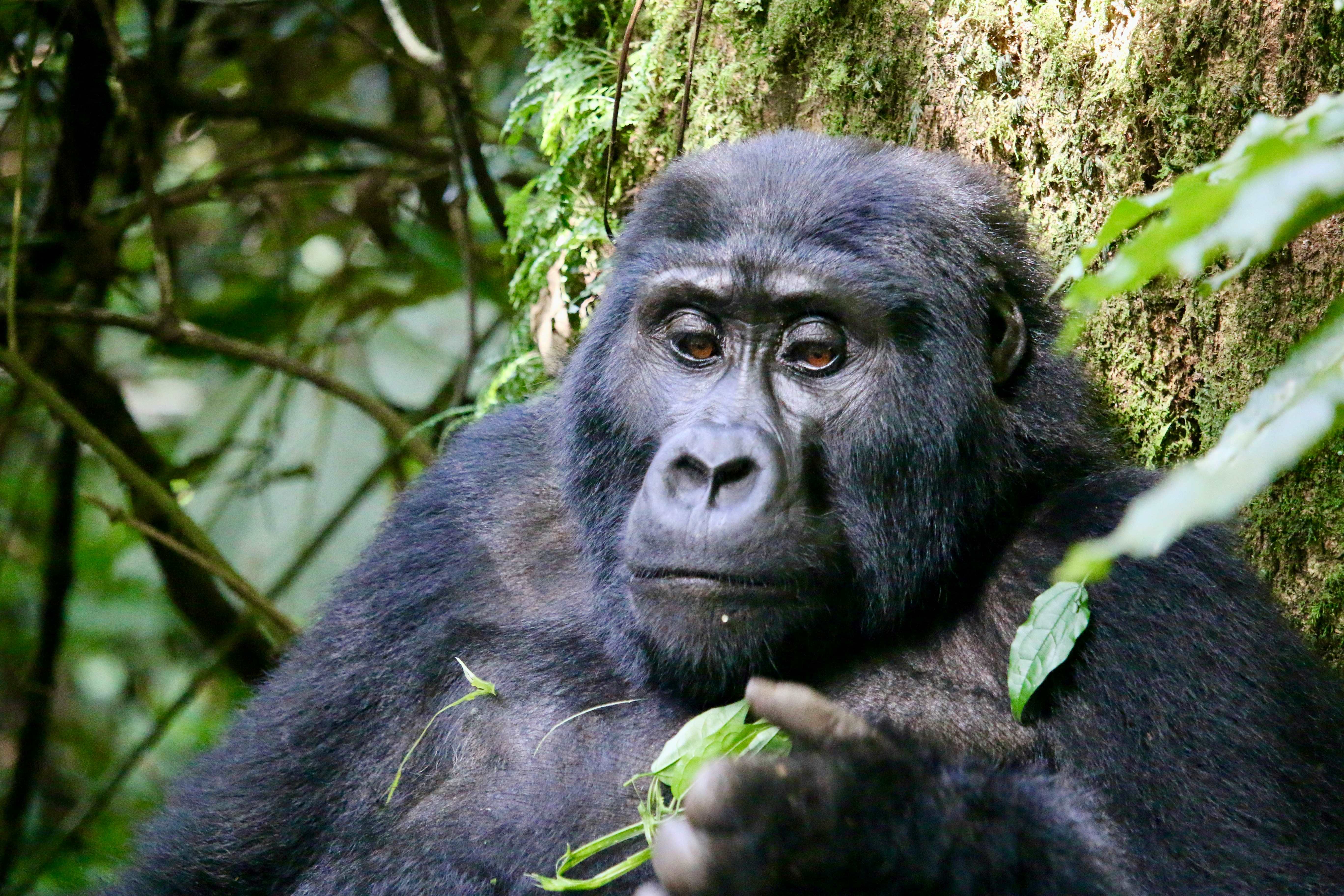 gorilla trekking uganda