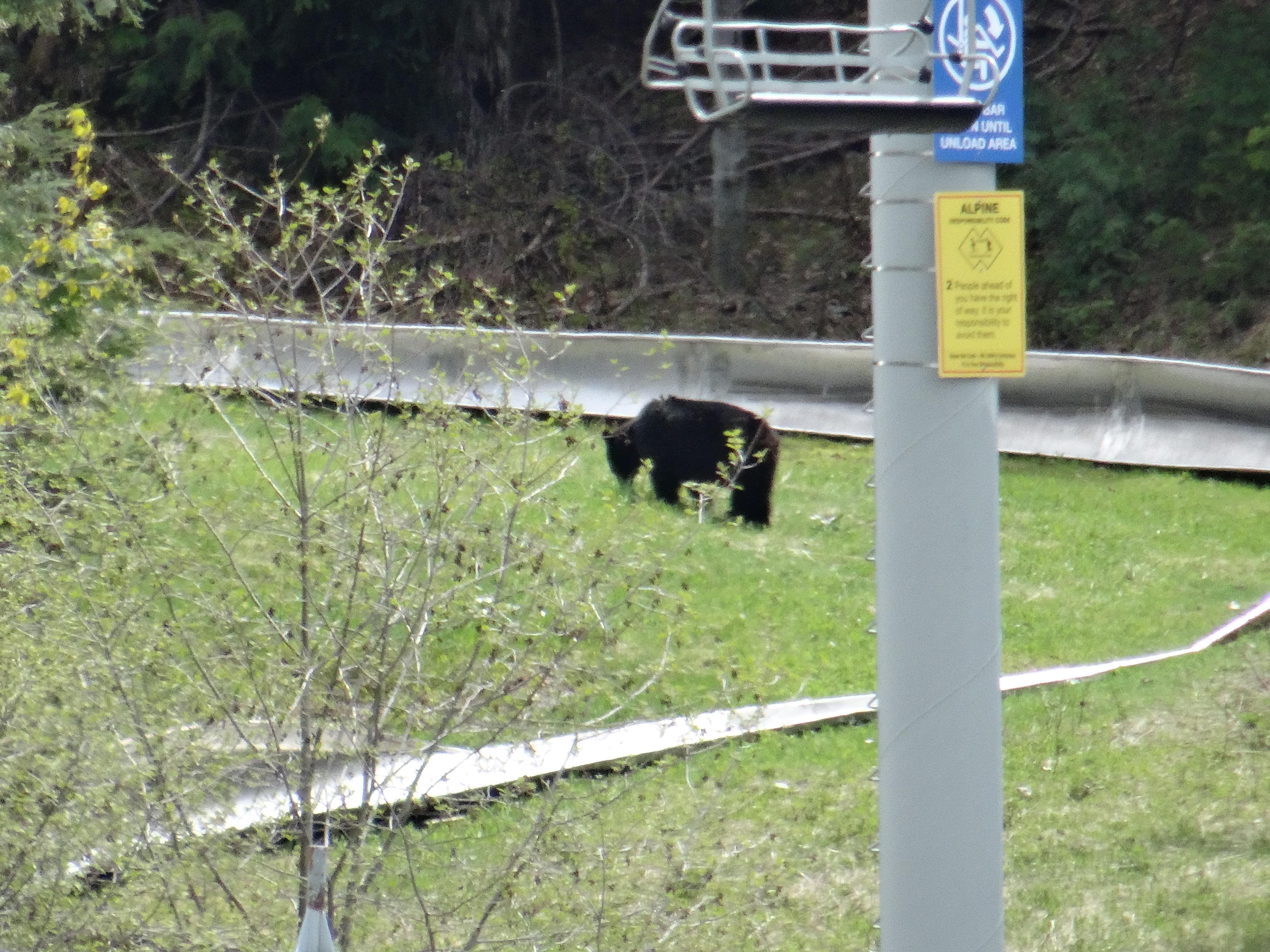 black bear at base of blackcomb mountain