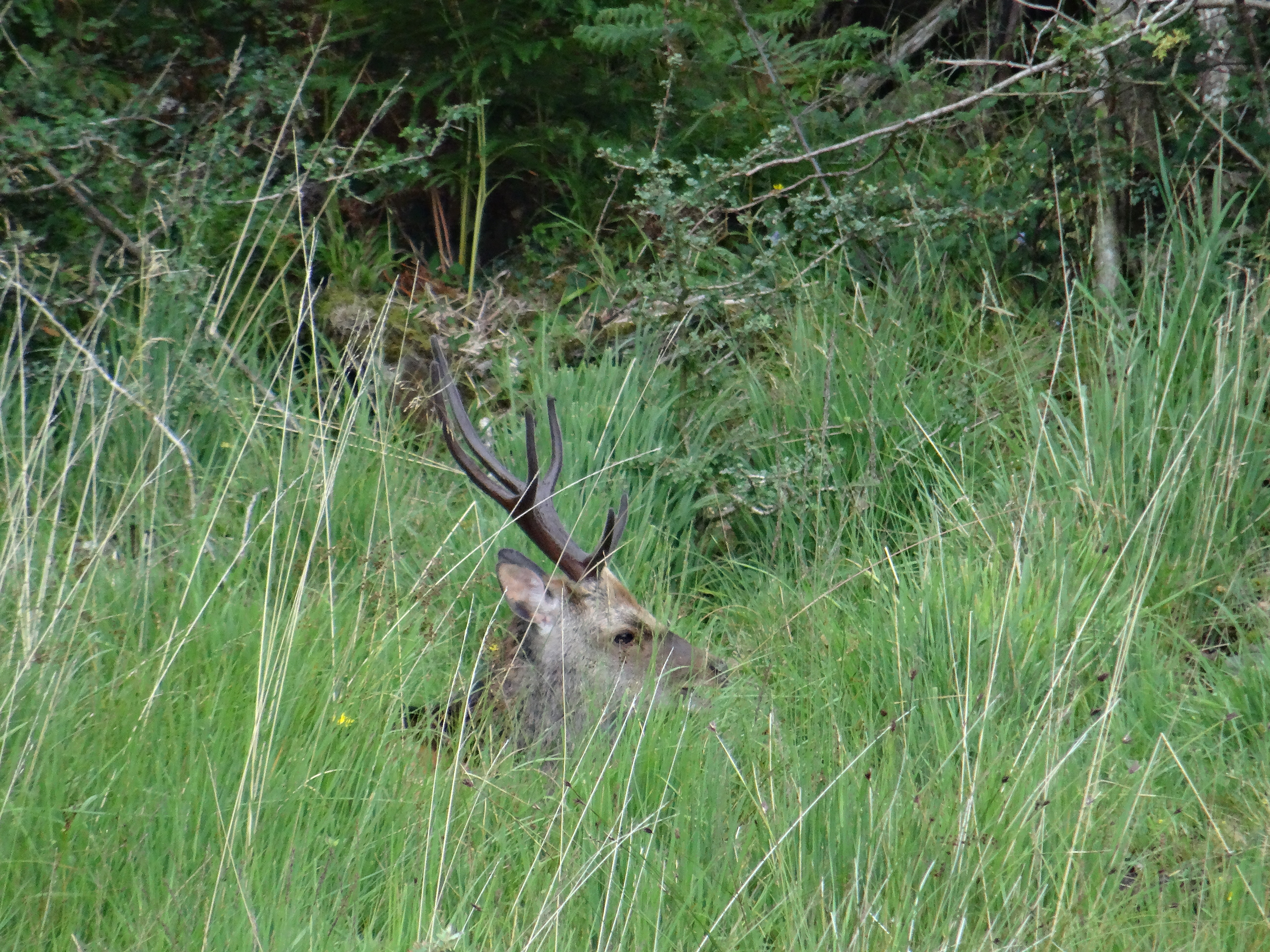 red deer in killarney national park