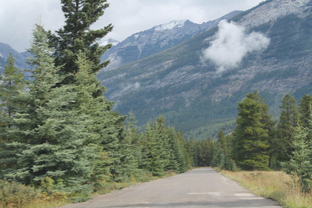 driving through Jasper National Park