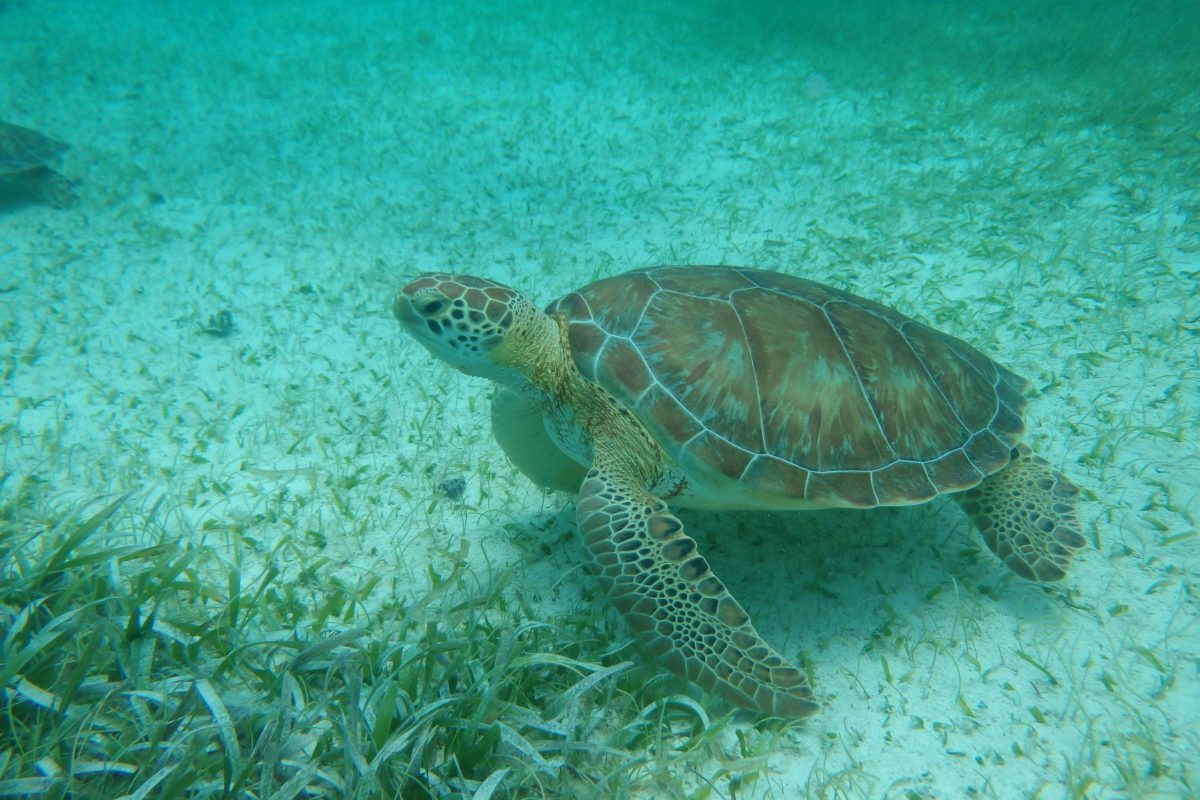 turtle hol chan marine reserve