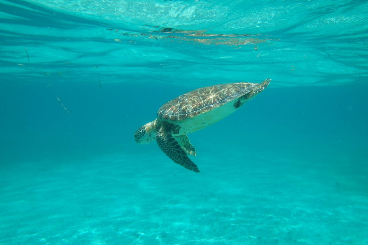 turtle in sea