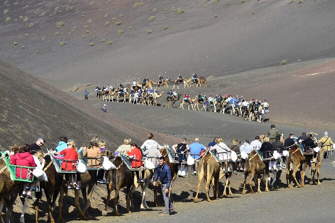 camel tour timanfaya national park