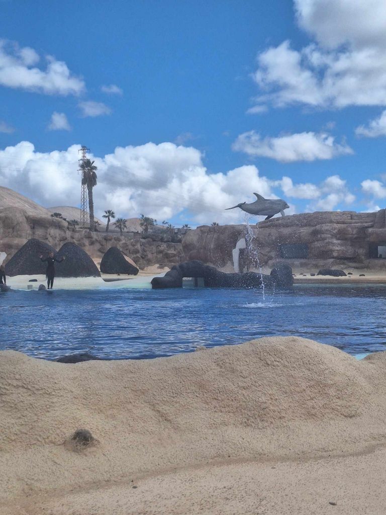 dolphin show rancho texas park