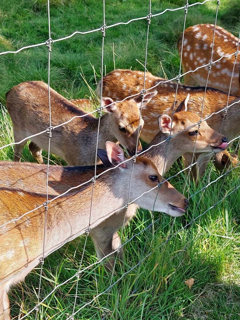 baby deer feeding at farran woods