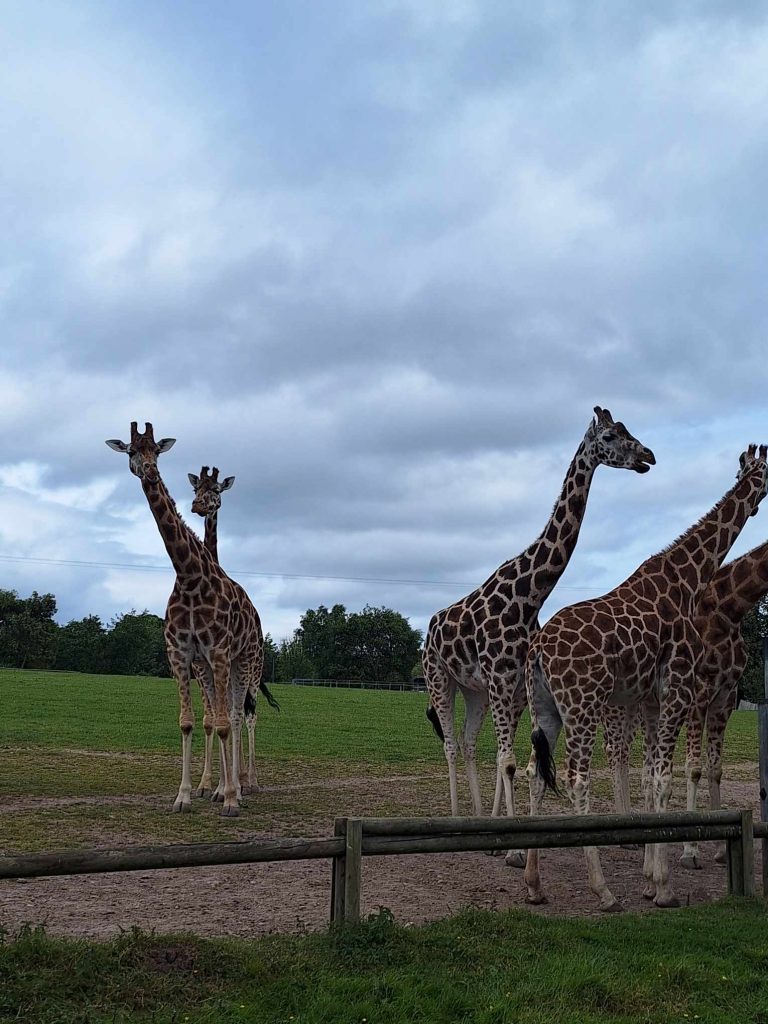 giraffes at fota wildlife park