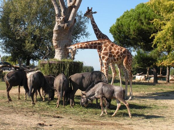 safari animals at parco natura viva