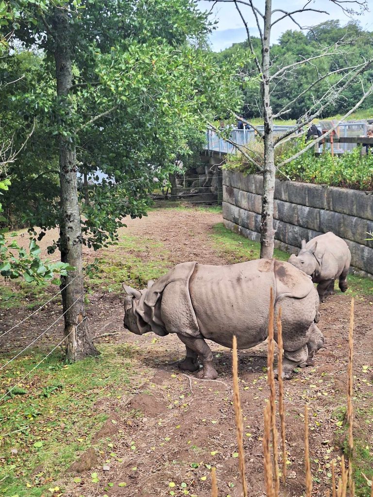 rhinos at fota wildlife park