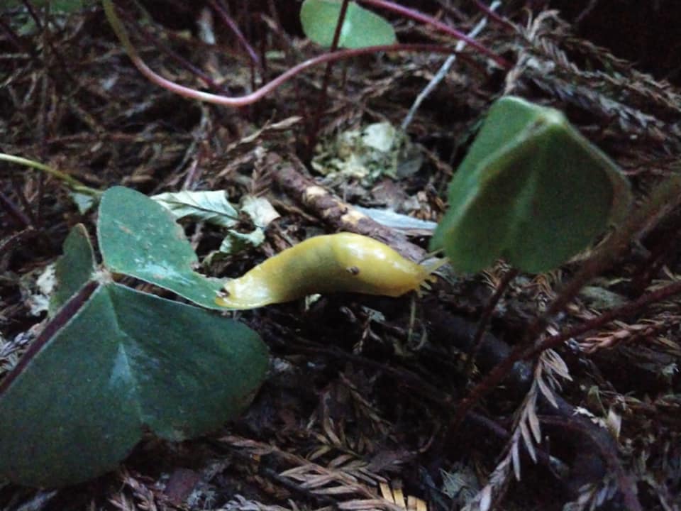 banana slug in redwood forest