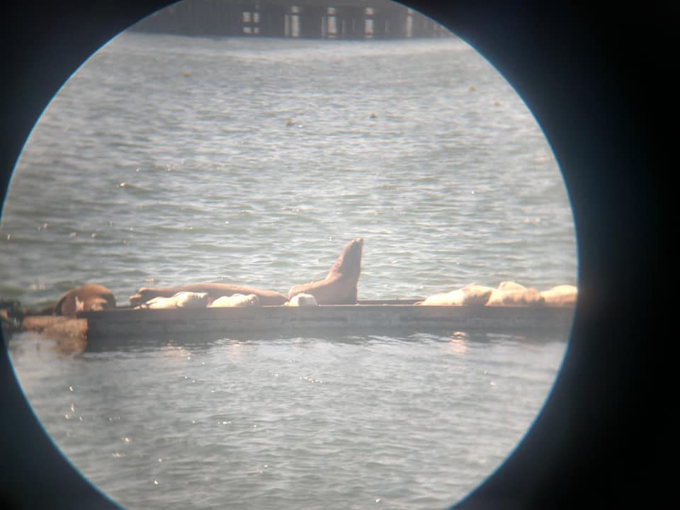 california sea lions