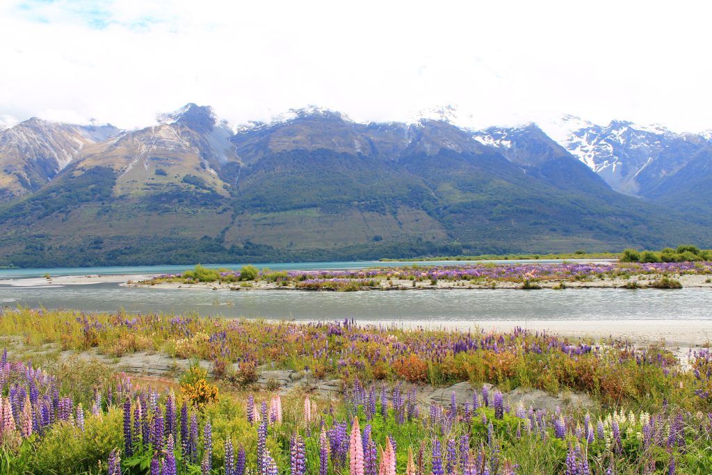 lupin season in glenorchy