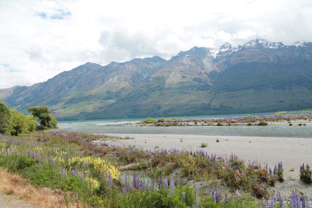 glenorchy in lupin season