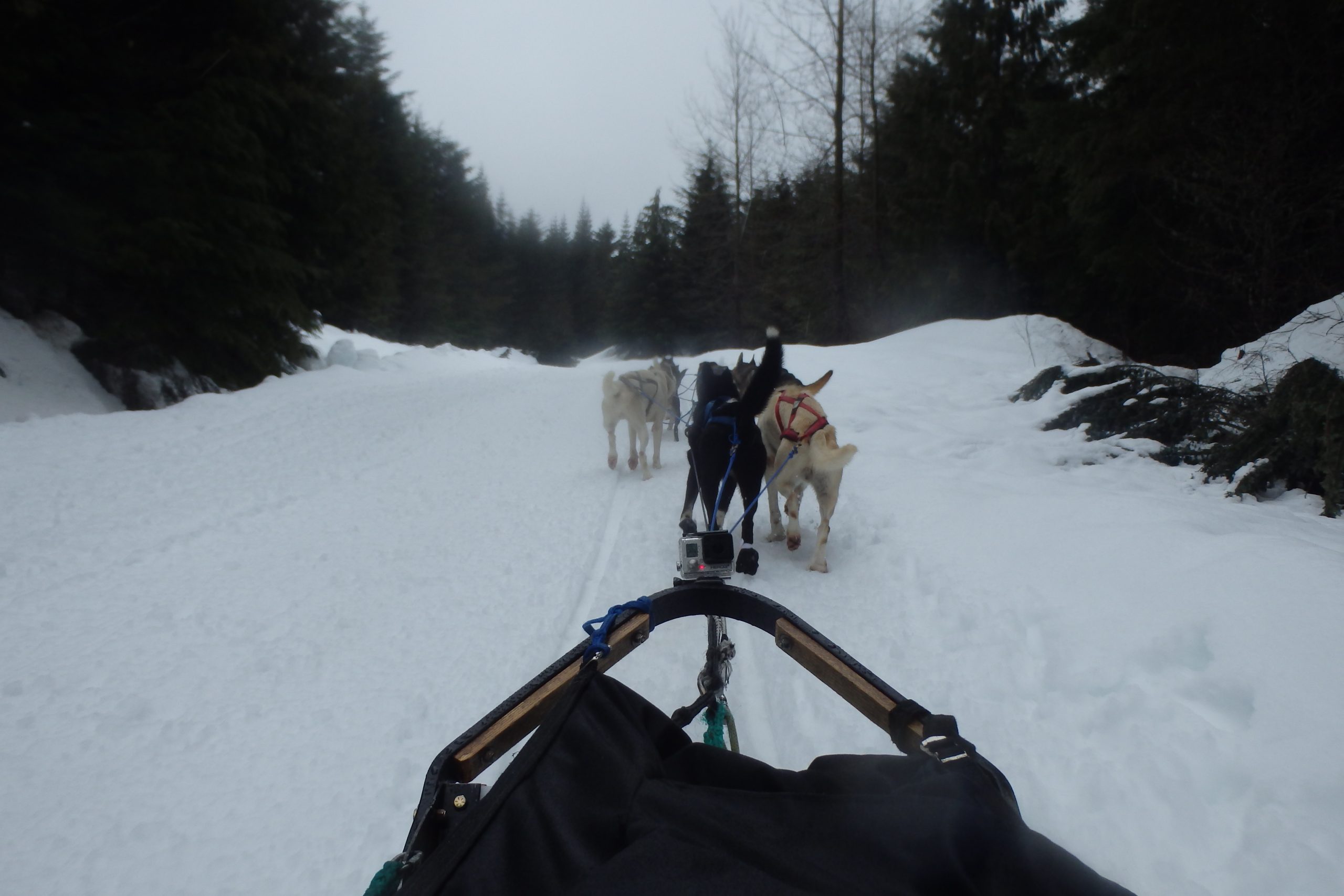 dog sledding in whistler