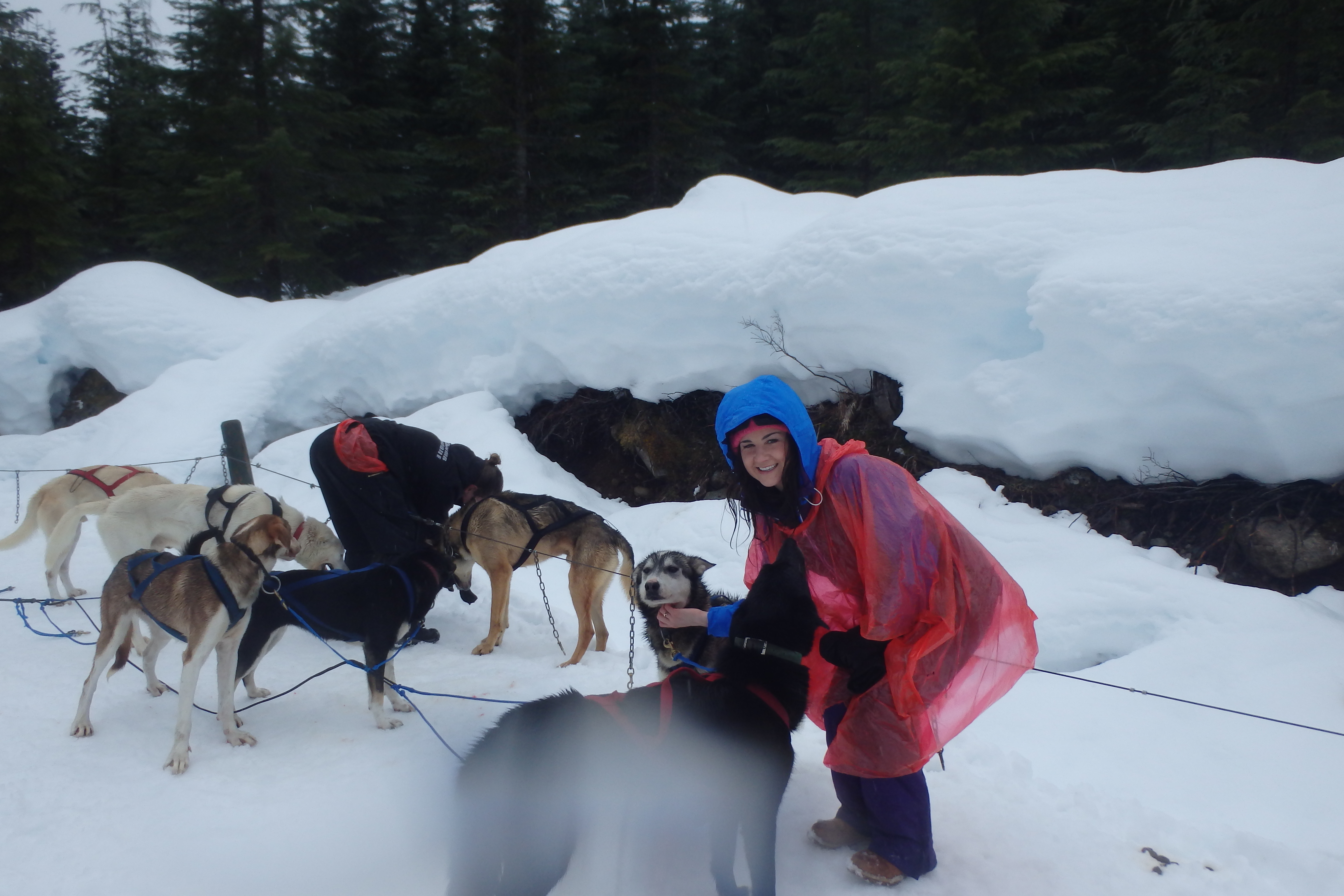 lady posing with dog sledding dogs