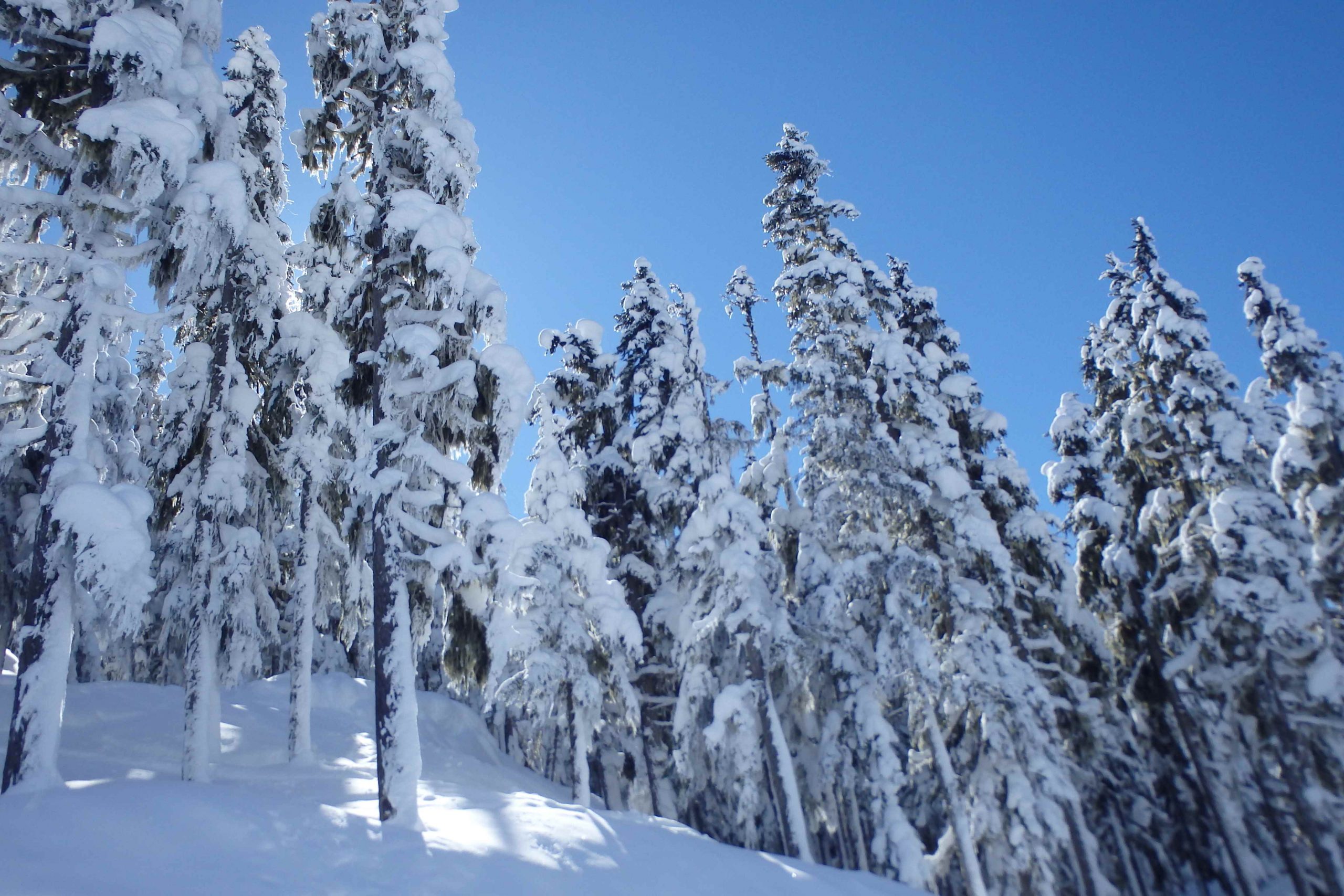 snowy trees whistler