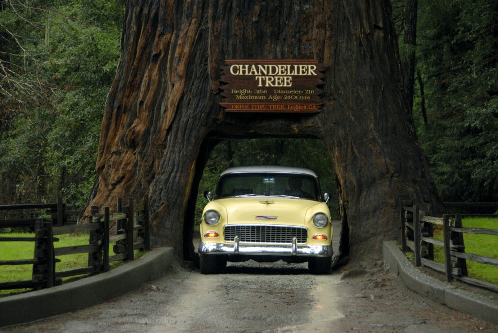 chandelier drive thru tree