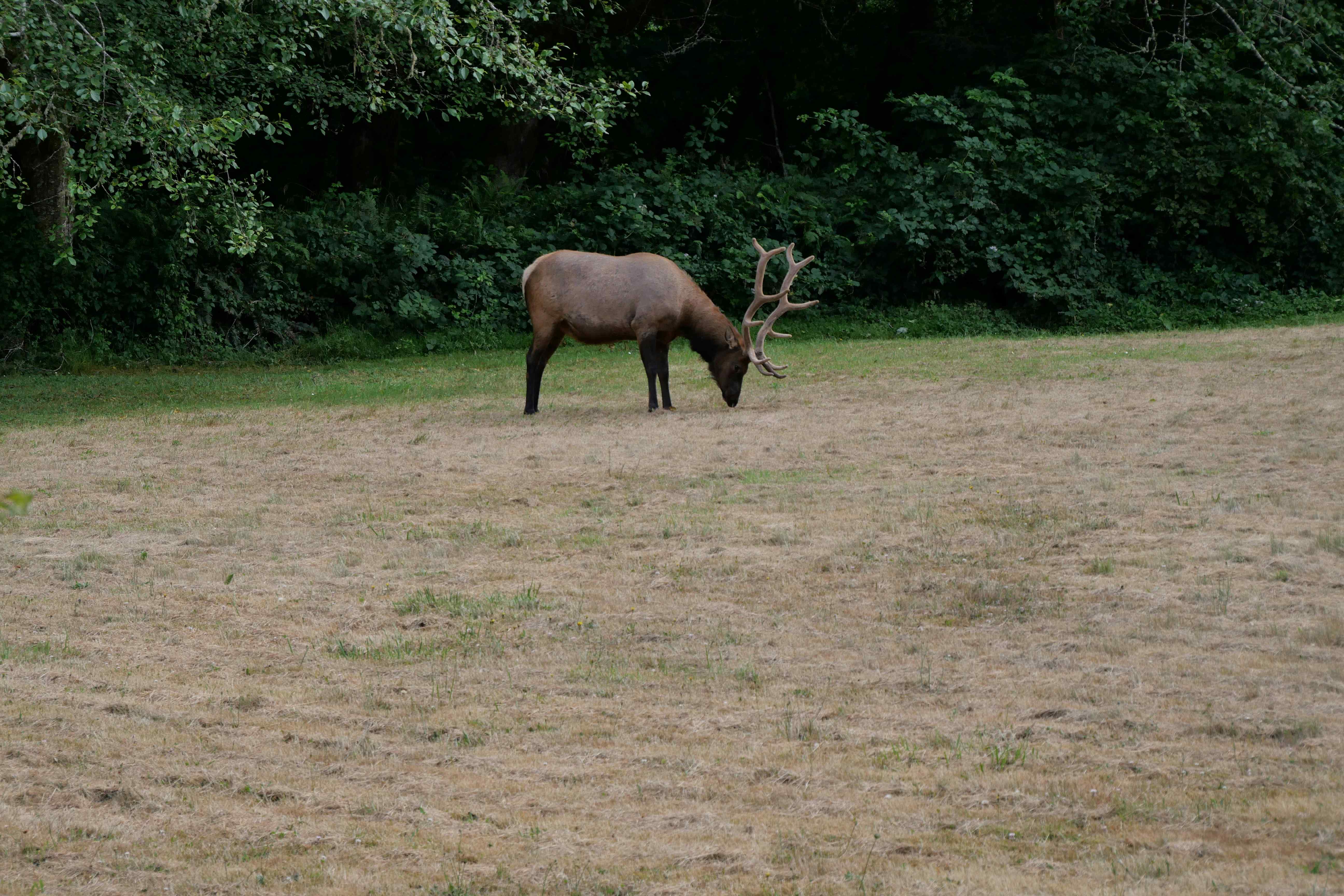 elk grazing redwood forest