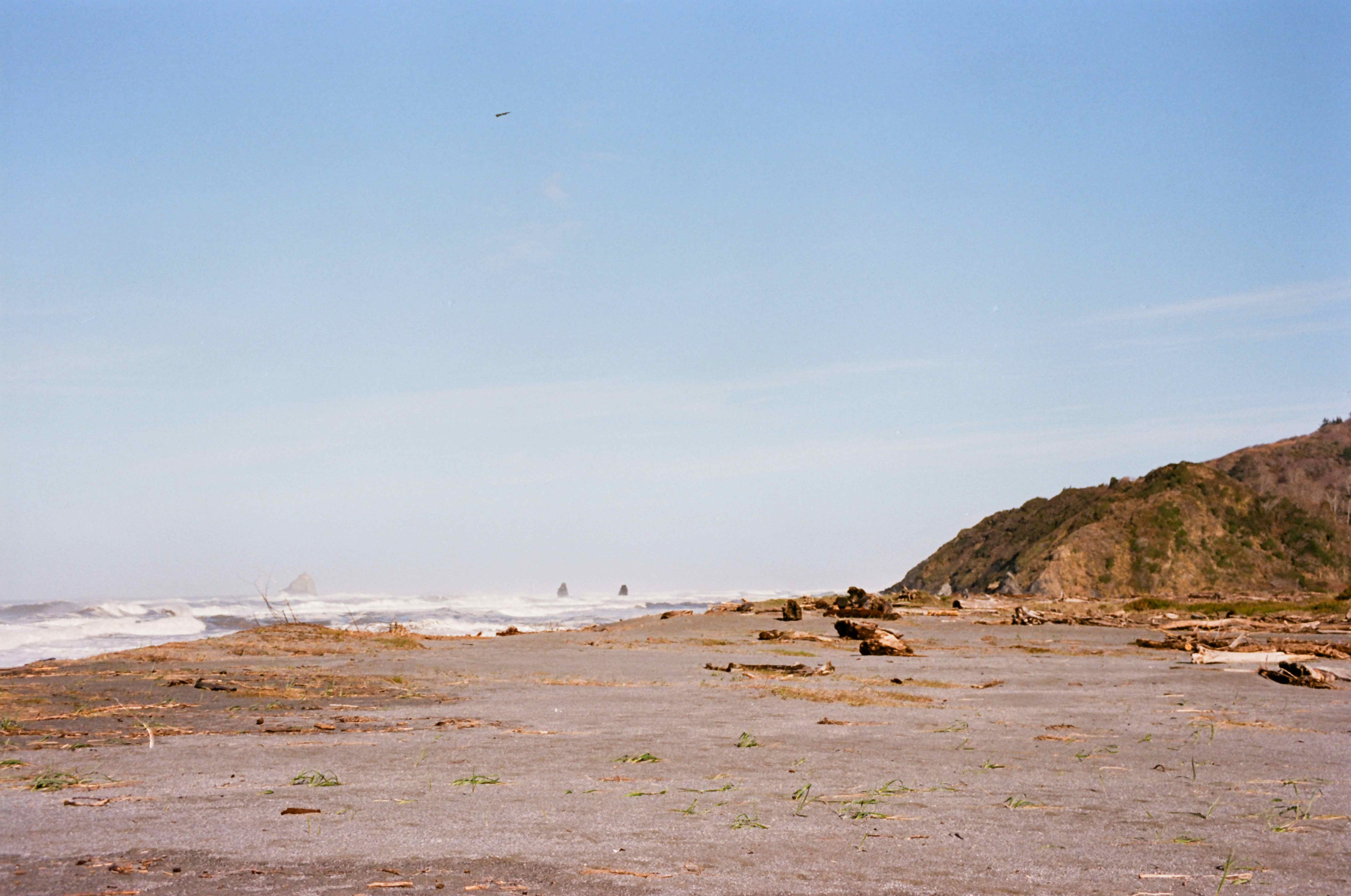 gold bluffs beach